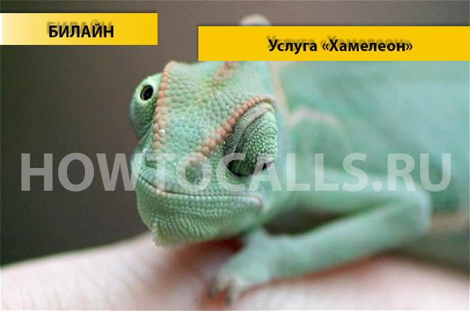 Услуга Хамелеон от Билайн - отключение, подключение и описание услуги Хамелеон на Билайне